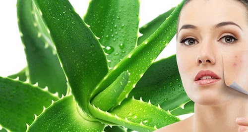 Mặt nạ lô hội trị mụn trứng cá